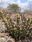 Euphorbia sp nova aff actinoclada Langobaya GPS188 Kenya 2012_PV1810.jpg